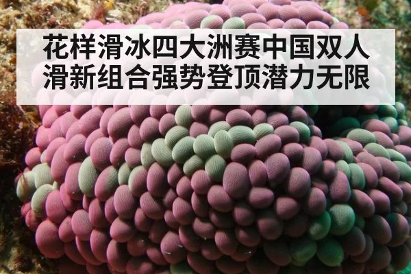 花样滑冰四大洲赛中国双人滑新组合强势登顶潜力无限